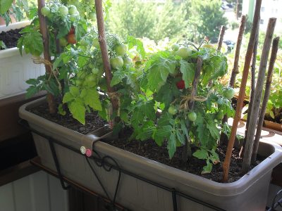 balkónové paradajky